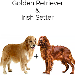 Golden Irish Dog